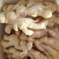 Top Quality Fresh Ginger 200g and up